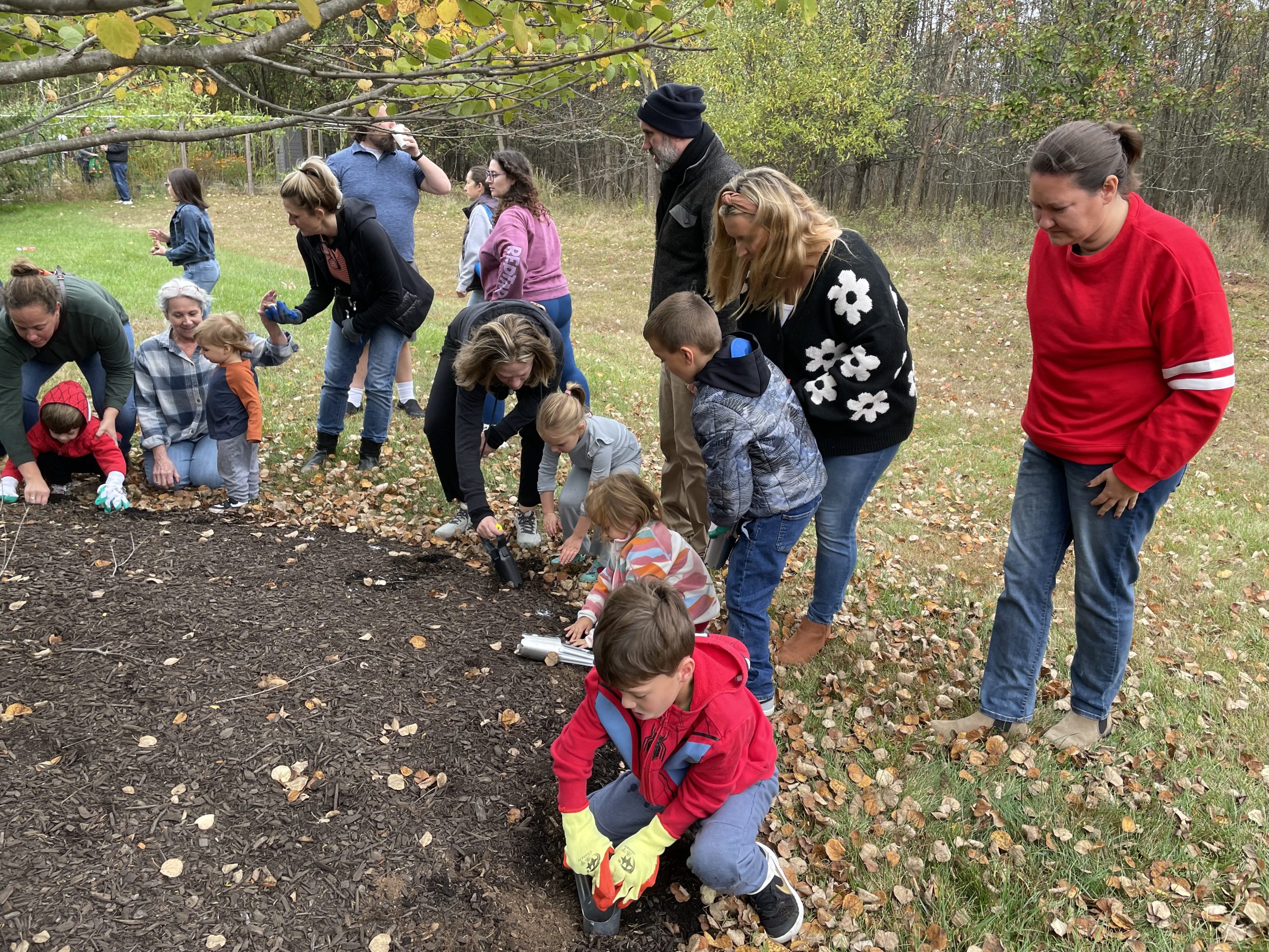 Daffodil Planting